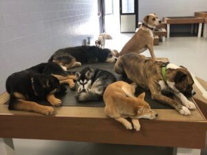 Several dogs laying on platform at doggy daycare