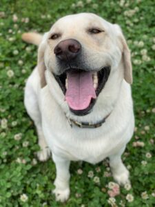 Smiling happy white lab in field