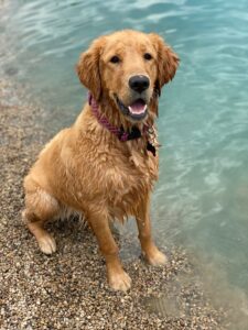 Smiling young dog near pond