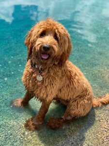 Smiling doodle mix in pond