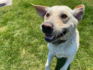 Smiling wet dog standing on back legs