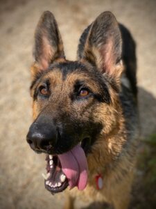 Smiling german shepard