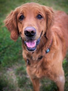 Happy smiling copper dog