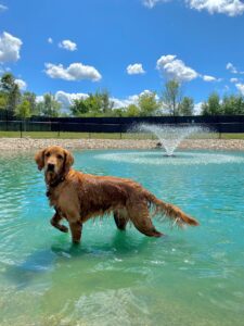 Dog pointing in pond looking at camera