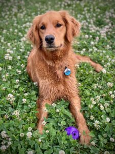 Wet dog laying in field