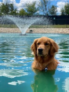 Stoic dog in pond