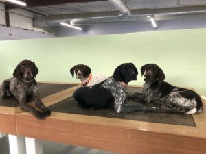 Four GSP dogs laying on platforms