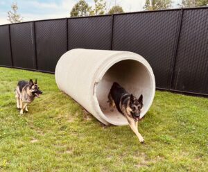 Two german shepherds running through concrete tube