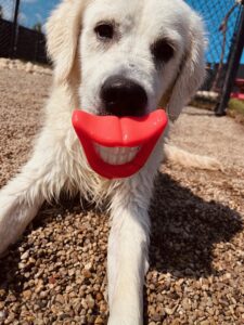 White lab dog with smiling teeth toy in mouth