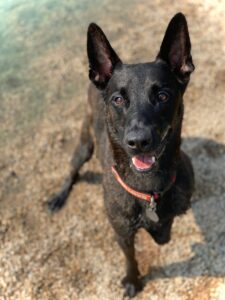 Smiling black dog near pond