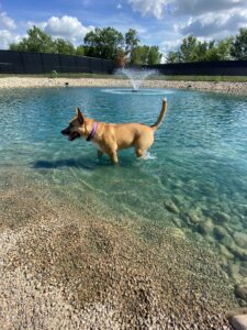 Dog with purple collar in pond