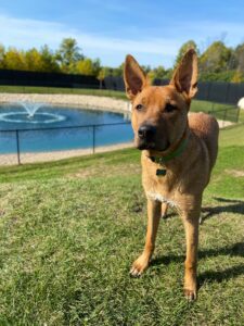 Light brown dog with pointy ears near pond on sunny day