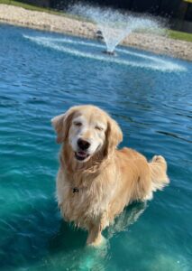 Golden dog smiling in pond