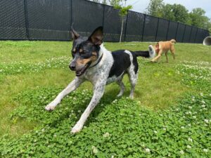 Two dogs running in field playing