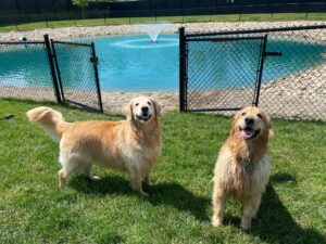 Two smiling golden retrievers outside of pond