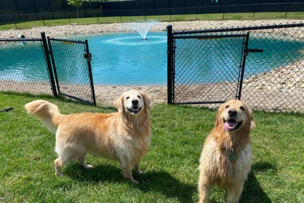 Two smiling golden retrievers outside of pond