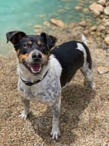 Small black and white dog smiling after swimming in pond