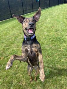 Happy brindle dog standing on back legs with ears perked