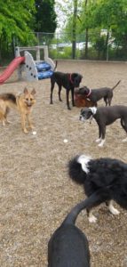 Dogs playing outside in pea gravel