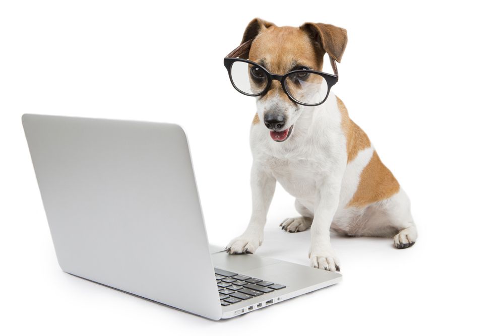 Jack Russell with glasses with paw on laptop