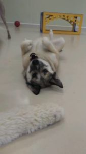 Dog laying on its back at doggy daycare