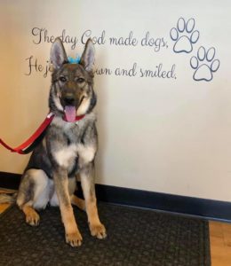 German Shepard standing by graphic printed wall