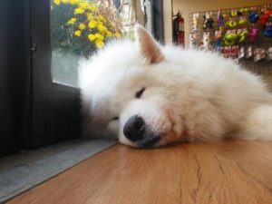 Fluffy white dog sleeping against door