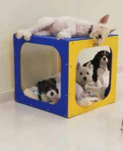 Dogs sleeping in and on cube play piece