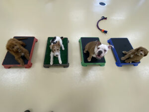 Four dogs laying on raised beds