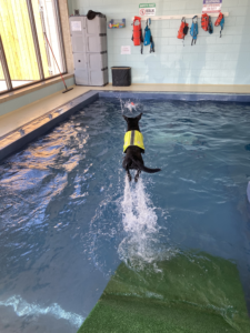 Black dog jumping into doggy daycare dog pool