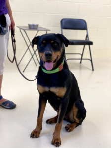 Brown and black dog on leash