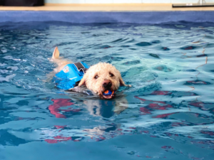 Curly dog swimming with life jacket and ball in its mouth