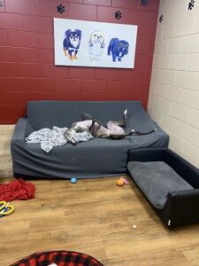 Dog laying comfortably on its back on couch