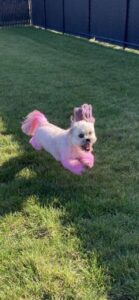 Small white dog with pink accents running in grass