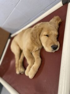 Sleeping golden puppy