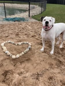 White dog with black ear next to heart of rocks