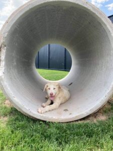 White dog laying in concrete tube