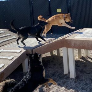 Dogs running and jumping on platforms outside