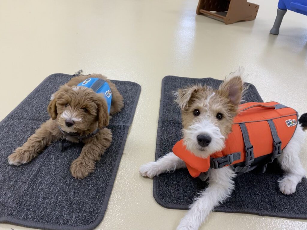 two dogs in life jackets lay on mats during puppy socialization & training class