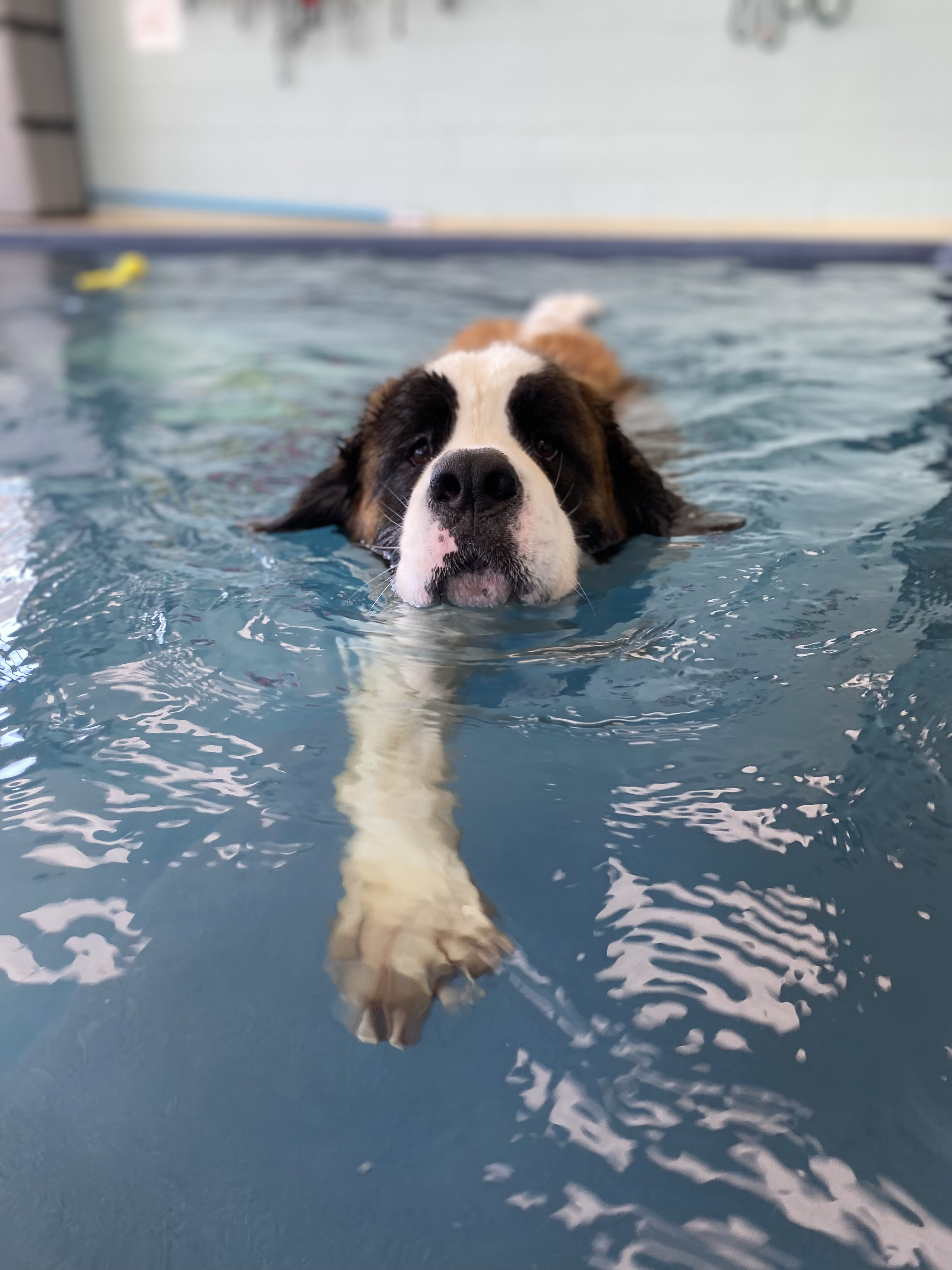 St. Bernard swimming in the indoor, in-ground pool