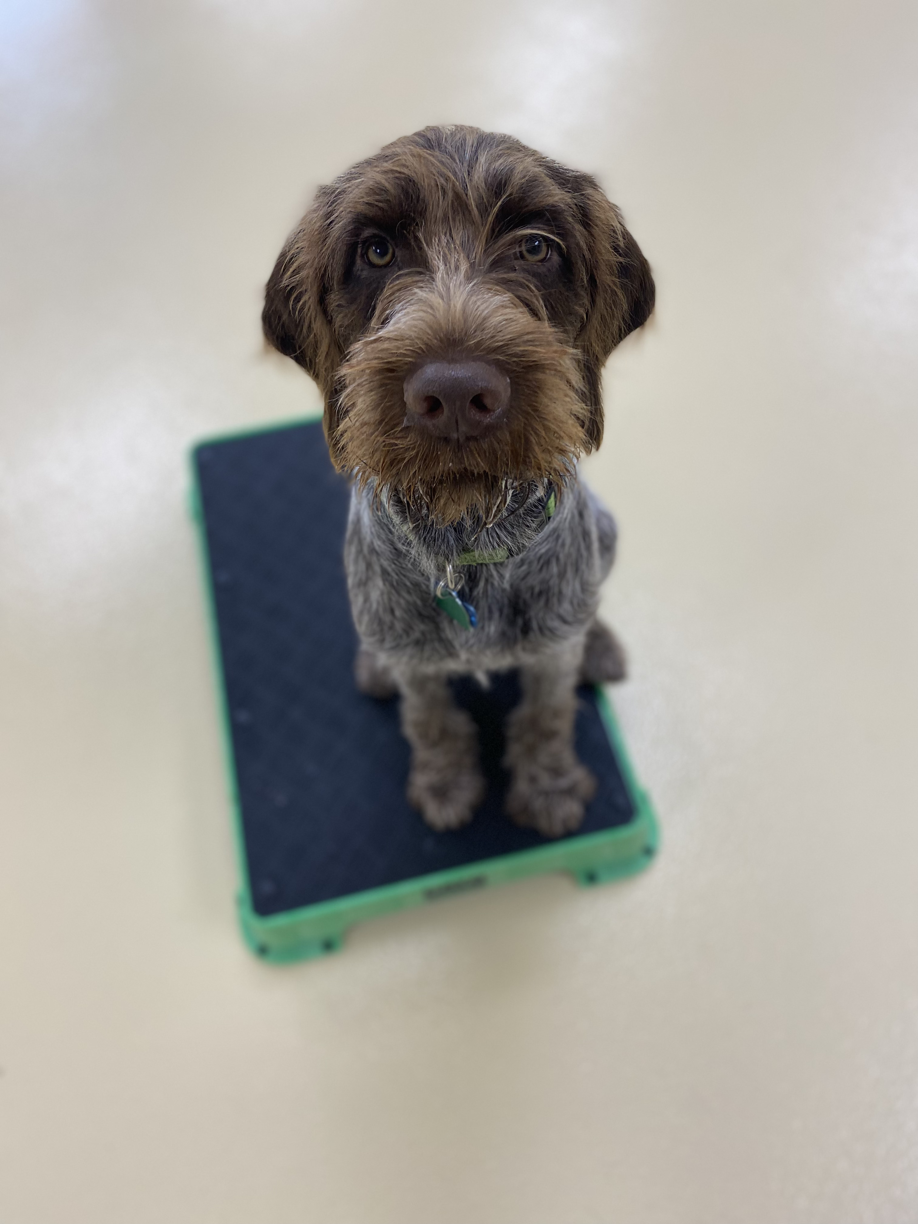 German Wirehair Pointer sits on a dog training platform during a private lesson