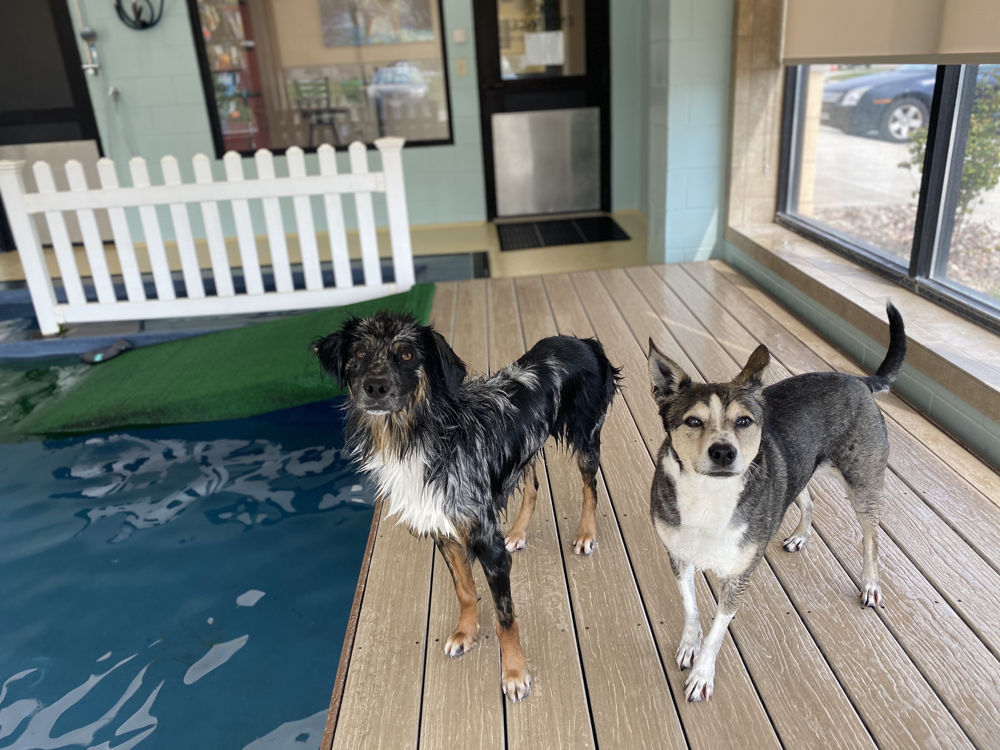 Australian Shepherd and Kelpie mix enjoying pool time