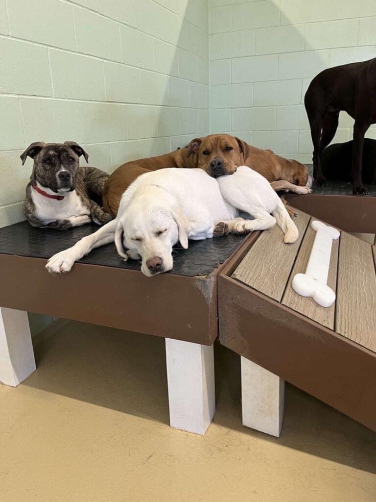 three daycare dogs take a nap together on our daycare structure