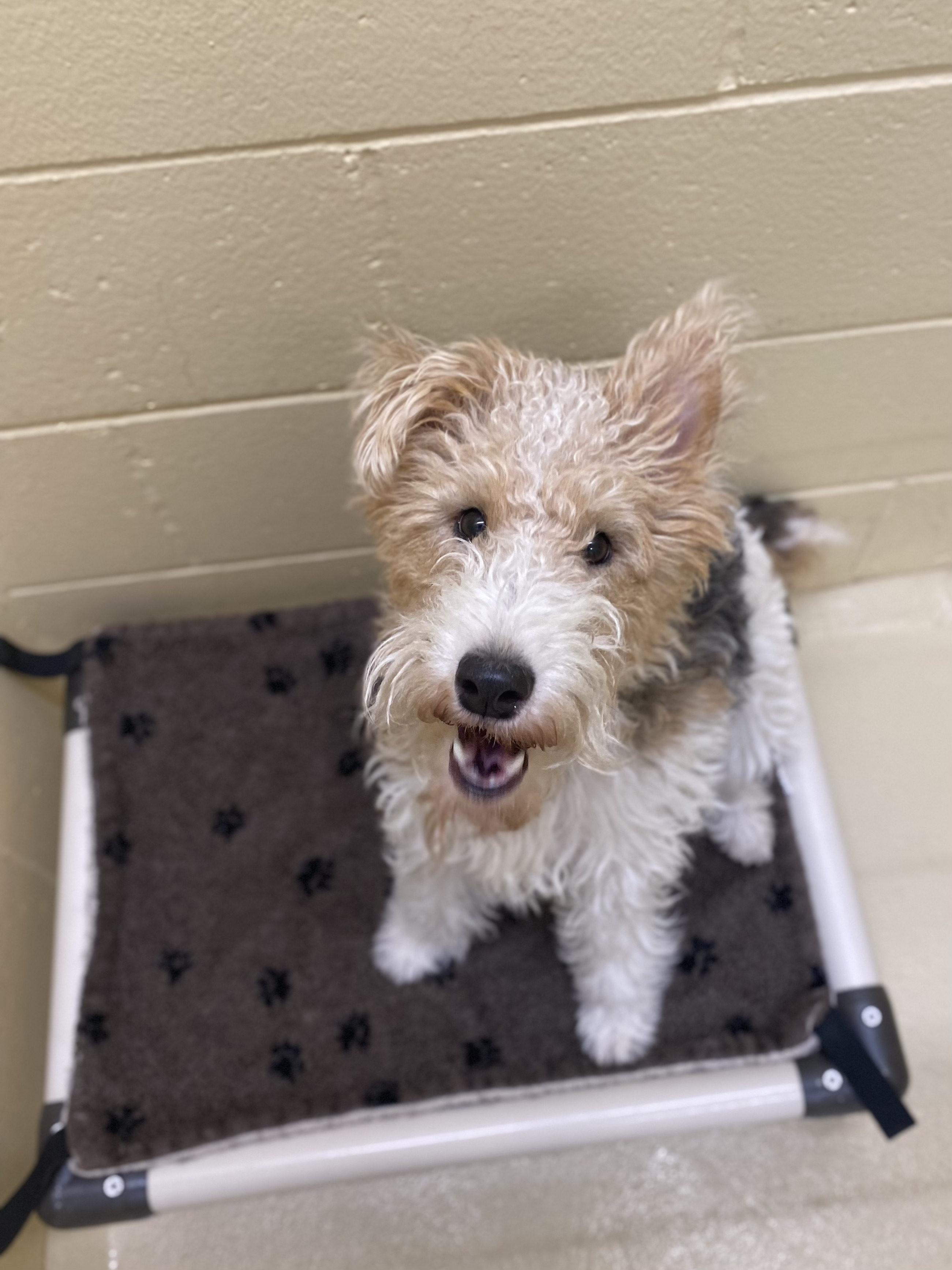 a boarding dog enjoys their overnight stay with the provided cot and sherpa